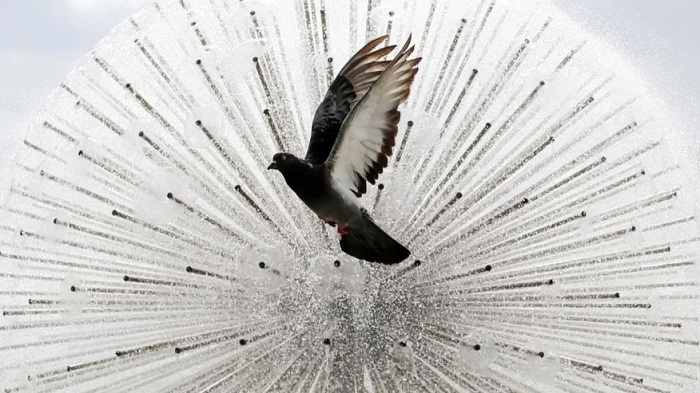 Pigeons can read — sort of, study finds 
